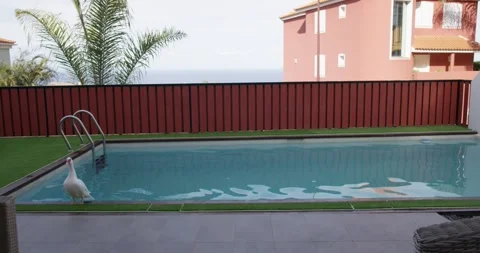Duck in pool Video stock 244906107