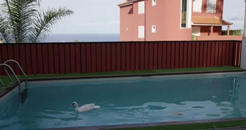 Duck in pool Video stock 244906215