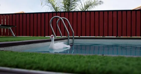 Duck in pool Stock Footage 244906411