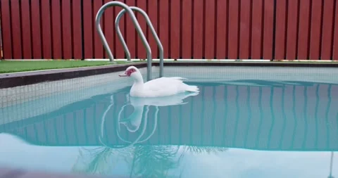 Duck in pool Video stock 244906591