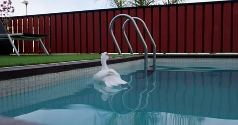 Duck in pool Video stock 244906654