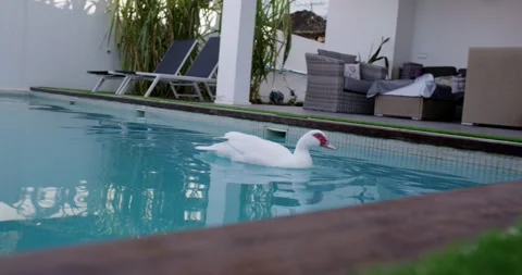 Duck in pool Video stock 244906707