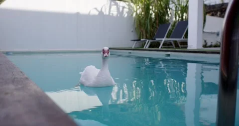 Duck in pool Video stock 244907338
