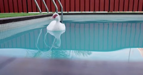 Duck in pool Video stock 244908519