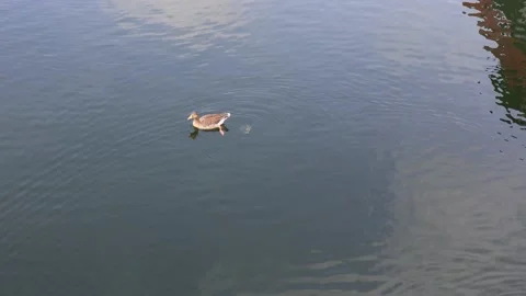 Duck pooping nonchalantly while swimming Stock Footage 237814376