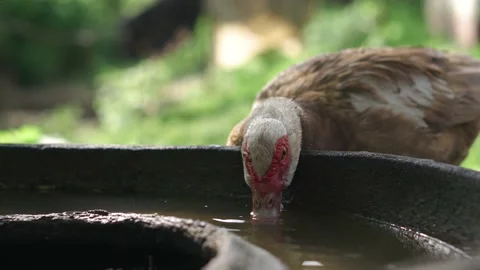 Duck portrait drinking water close-up in the yard of farm animals Stock Footage 196287799