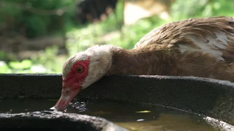 Duck portrait drinking water close-up in the yard of farm animals Stock Footage 197684503