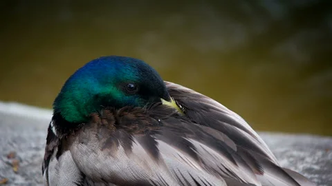 Duck portrait is freesing Stock Footage 100538518