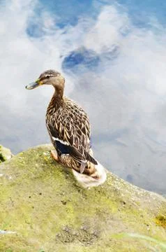 Duck portrait Foto stock