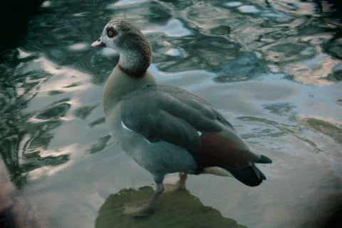 Duck Portrait Stock Photos