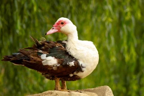 Duck portrait Stock Photos