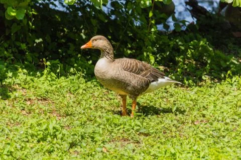 Duck posing Stock Photos