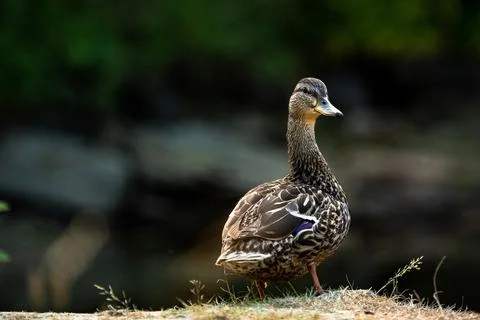 A duck posing like a professional model. Stock Photos