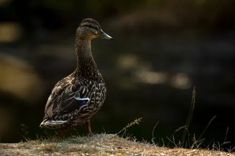 A duck posing like a professional model while standing by the river. Stock Photos