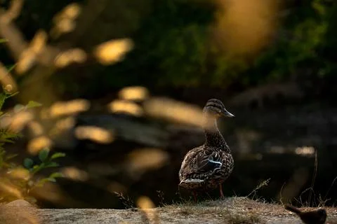 A duck posing like a professional model while standing by the river. Stock Photos