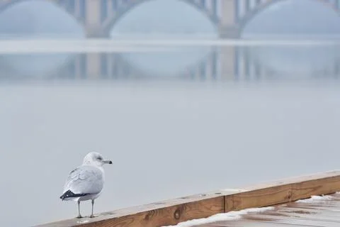 Duck on the Potomac River, Key Bridge in Background Stock Photos