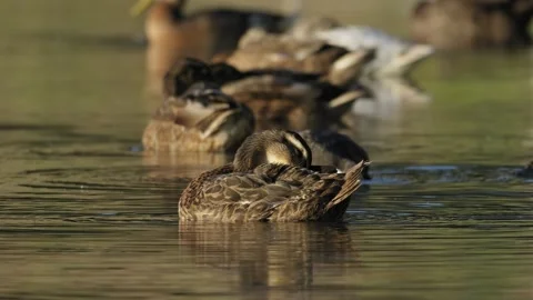 Duck Preening on Calm Water with Flock in Background Video stock 342117329