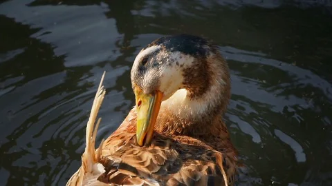 A duck preening feathers while floating on the water (graded) Stock Footage 118356675