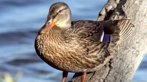 Duck Preening Stock Footage 190574107
