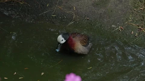 The duck is preening Stock Footage 315206039