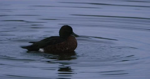 Duck Preening Stock Footage 316505089