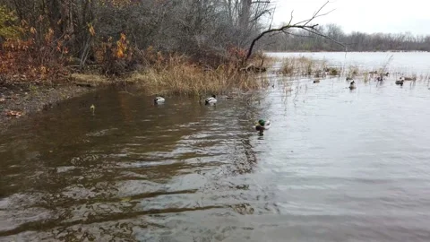 Duck preening himself Stock Footage 144052777