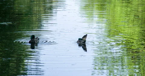Duck Preening its Feathers 4K Stock Footage 65338789
