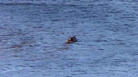 A duck preening its feathers Stock Footage 75614145