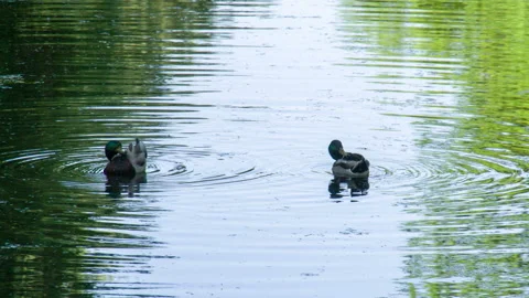 Duck Preening its Feathers HD Stock Footage 303901063