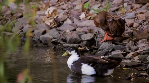 Duck preening its feathers on the rocks near the water Stock Footage 41424463