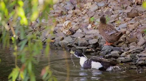 Duck preening its feathers on the rocks near the water Stock Footage 41424504