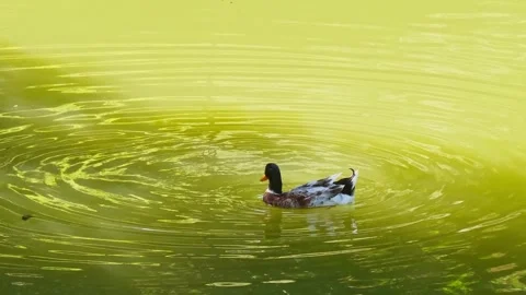 Duck Preening Its Feathers While Floating on a Tranquil Lake Stock Footage 302722701