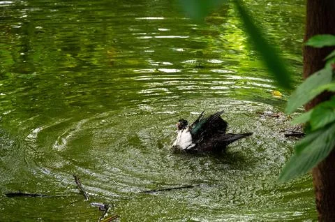 A duck preening itself in a pond, creating ripples in the green water. Stock Photos