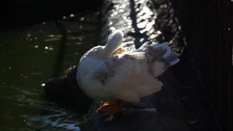 Duck preening by the water's edge in a tranquil setting during daylight hours Stock Footage 297210666