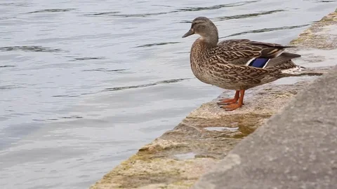 A duck preens on a stone step next to lake water Stock Footage 112635397