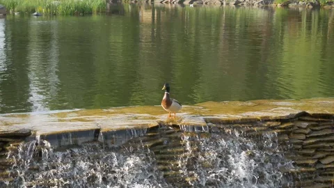 A duck prepares for takeoff and takes off from the edge of a waterfall. Stock Footage 129651905