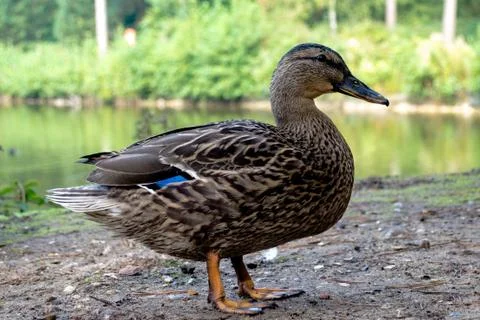 Duck Profile Stock Photos