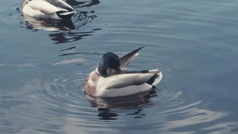 Duck Pruning Itself on Lake Stock Footage 238592750