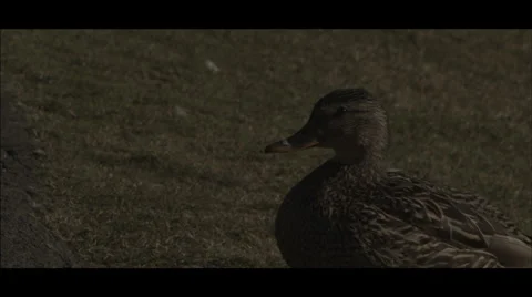 Duck Quacking at Camera Video stock 34370494