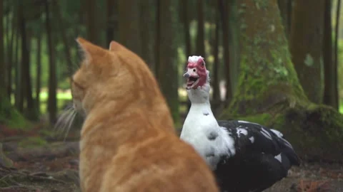Duck quacking to a cat HD 120 fps slow motion Stock Footage 237776006
