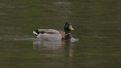 Duck Quacks in a River while fighthing the current 動画素材 242142464