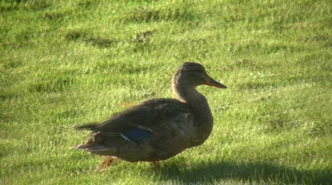 Duck quickly moves across grass on sunny day (High Definition) Video stock 359348