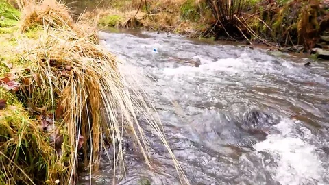 Duck racing on a river Video stock 76713059