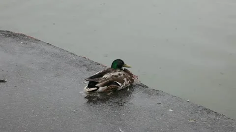 Duck in the rain Stock Footage 11338590