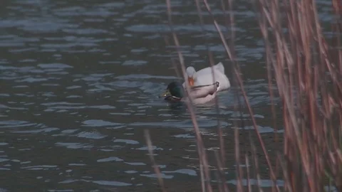 Duck rallenty Stock Footage 75219031