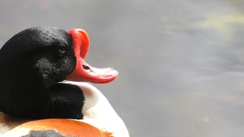 Duck with Red Beak Stock-Footage 102874103