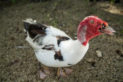 Duck with red face Stock Photos