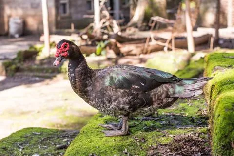 DUCK RED HEAD Stock Photos