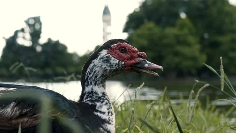 Duck with a red head sitting on the ground in the woods near a tree trunk. Stock Footage 238628190