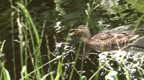 Duck in the reeds Stock Footage 908476